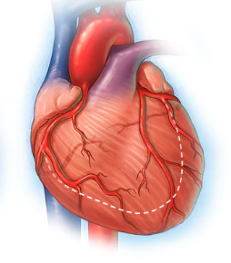 CHẨN ĐOÁN VÀ ĐIỀU TRỊ SUY TIM TRÁI CÓ PHÂN SUẤT TỐNG MÁU GIẢM