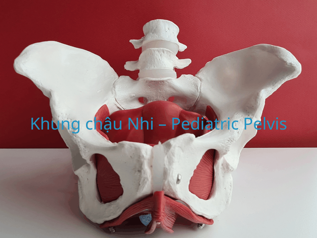 Khung chậu Nhi – Pediatric Pelvis