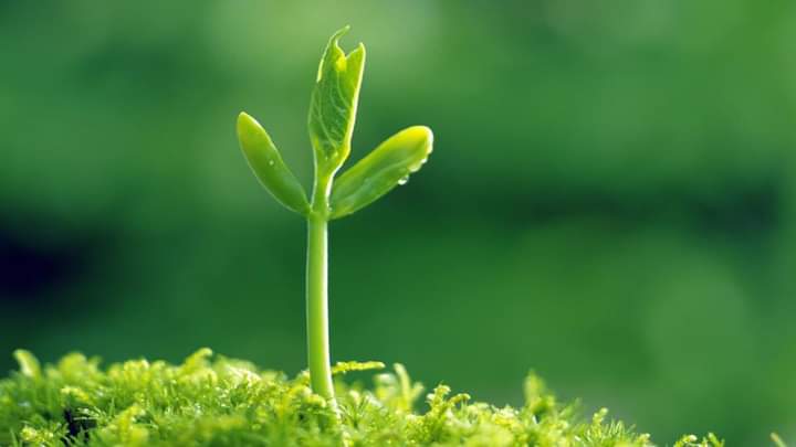 Đưa trẻ em trở về với Mẹ Thiên nhiên, phát triển năng lực cảm xúc xã hội - SEL