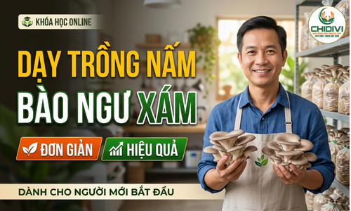 Trồng Nấm Bào Ngư Xám - Học 1 lần – làm được ngay