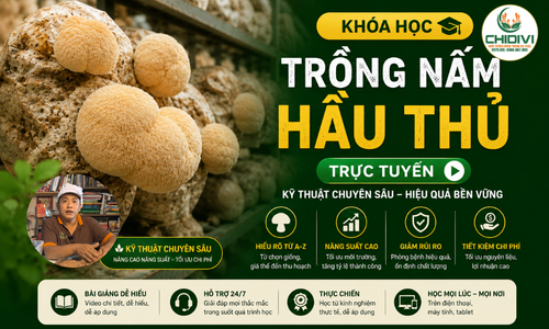 Khóa Học Trồng Nấm Hầu Thủ Trực Tuyến - Kỹ Thuật Chuyên Sâu