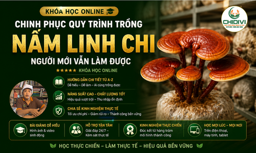 Người Mới Vẫn Làm Được: Khóa Học Trồng Nấm Linh Chi - Online