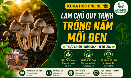 Làm Chủ Quy Trình Trồng Nấm Mối Đen Thực Chiến - Đơn Giản - Hiệu Quả