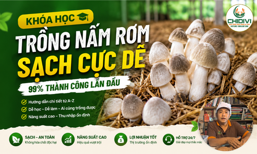 Tự Trồng Nấm Rơm Sạch Cực Dễ - 99% Thành Công Lần Đầu