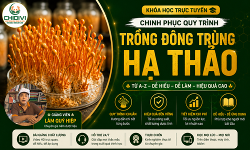 Chinh Phục Quy Trình Trồng Đông Trùng Hạ Thảo